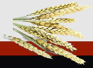 yp�ֻ���������Ϸ(�й�)�ٷ���վ