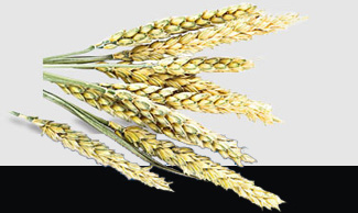 yp�ֻ���������Ϸ(�й�)�ٷ���վ