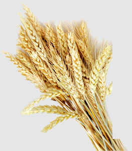 yp�ֻ���������Ϸ(�й�)�ٷ���վ