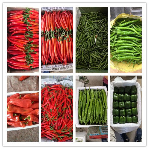 yp�ֻ���������Ϸ(�й�)�ٷ���վ